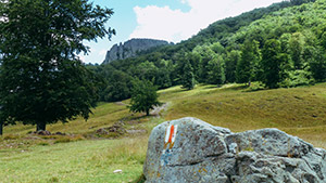 rooster crest
